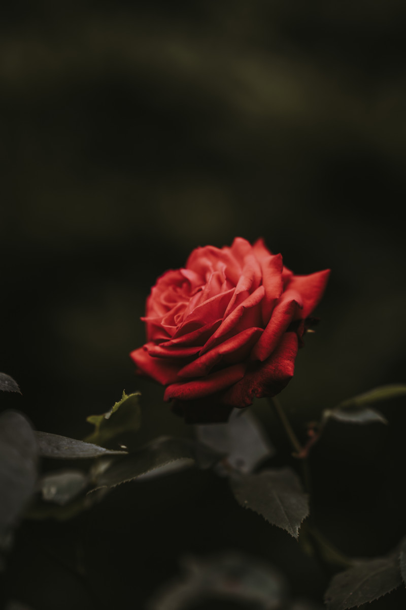 the-rose